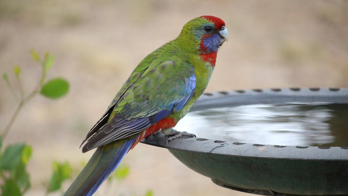ACT_Wildlife's tweet photo. #Canberra is hitting 40 degrees today! Please leave out water for wildlife - shallow trays with a rock in it for birds to perch, in the shade. If you find an animal with heat stress, call us on 📞0432 300 033 (you'll probably need to move it into a cool, dark, quiet place). https://t.co/jZuACDLQa5