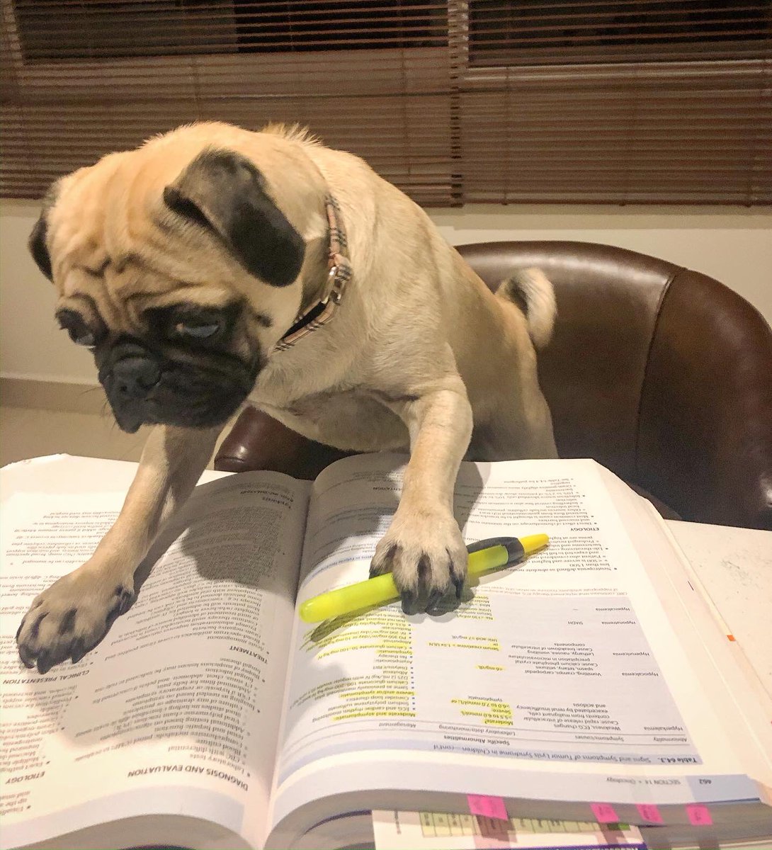 mateospug's tweet photo. S T U D Y I N G π
#MateoThePug #32monthsold #fawnpug #pug #pugs #pugspot #pugsworld #carlino #puglife #puglove #cutepug #pugmania #puglover #pugsofmexico #pugsguanajuato #obssesedwithpugs #pugsproud #speakpug #worldofpugs #pugbasement #completelypug #pugsofinstagram https://t.co/UFXZK3WZYE