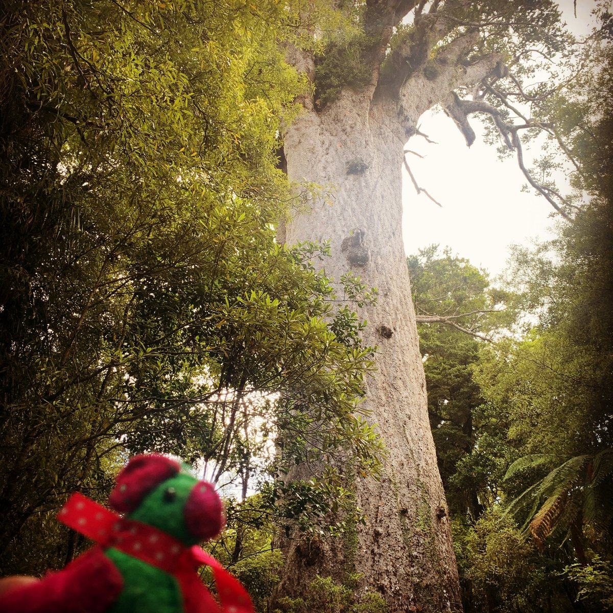 GregYoudan's tweet photo. #sybilontour #hounds4huntingtons visiting the oldest #kauritree
#huntingtonsdisease #letstalkaboutHD #huntingtonsdiseaseawareness https://t.co/vvnfyI8rpf