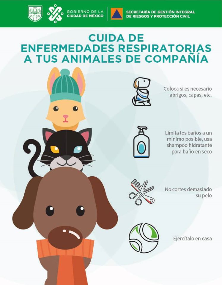 Alcaldia_Coy's tweet photo. La @SGIRPC_CDMX te da las siguientes recomendaciones para proteger a tus animales de compañía y evitar enfermedades respiratorias en este #InviernoCDMX.
Recuerda que #LaPrevenciónEsNuestraFuerza. https://t.co/US1usAthK6