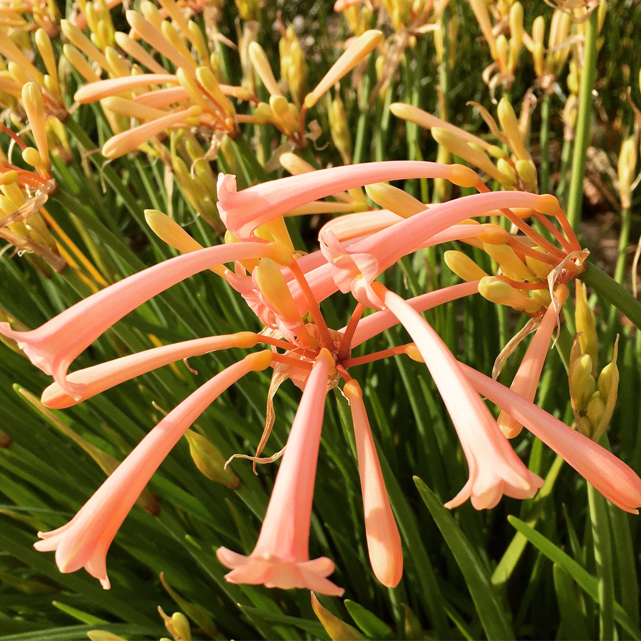池ポチャ野郎 細長い筒状の花が満開です キルタンサス ファイアーリリー 笛吹水仙 花 フラワー 球根植物 筒状の花 湾曲した花 T Co Anjumx91si Twitter