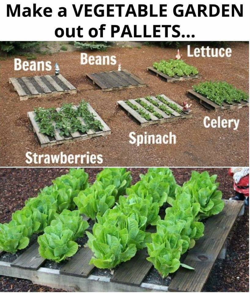 TheNewAmerica11's tweet photo. #urbanfarming #recycling #prepping #prepper #HowToSurviveWWIII #Armageddon #BePrepared #RevolutionNow #revolution #RetweeetPlease #follow https://t.co/RljRuvcvmq