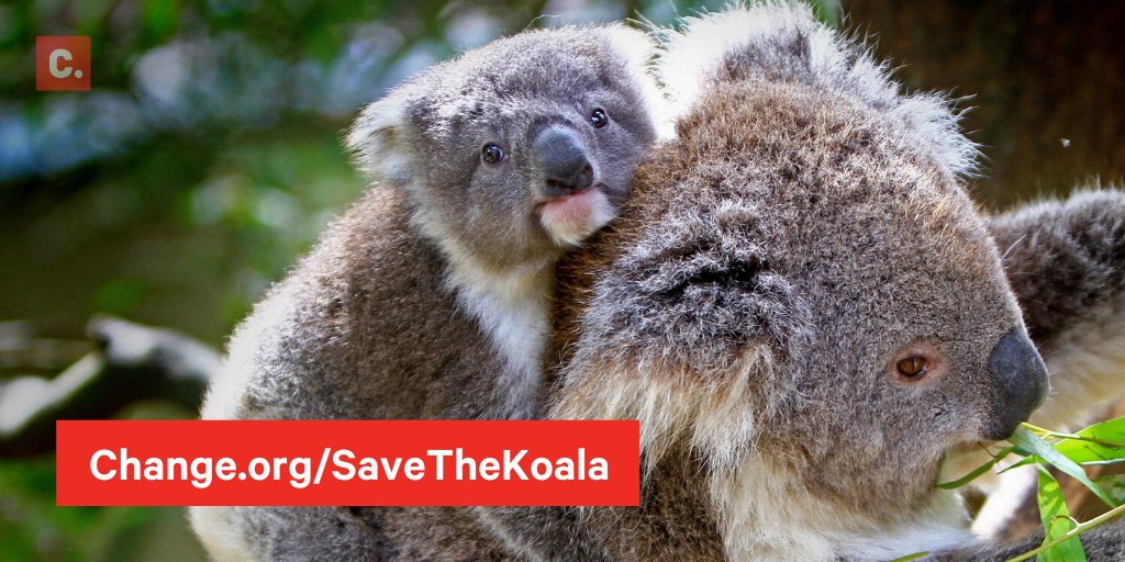 Change's tweet photo. Experts estimate more than 1 BILLION animals are dead. The bushfires could leave koalas on the brink of extinction. 

Viv is fighting for their survival: https://t.co/FHH4K5QvQN https://t.co/ZeZXZbIPP1