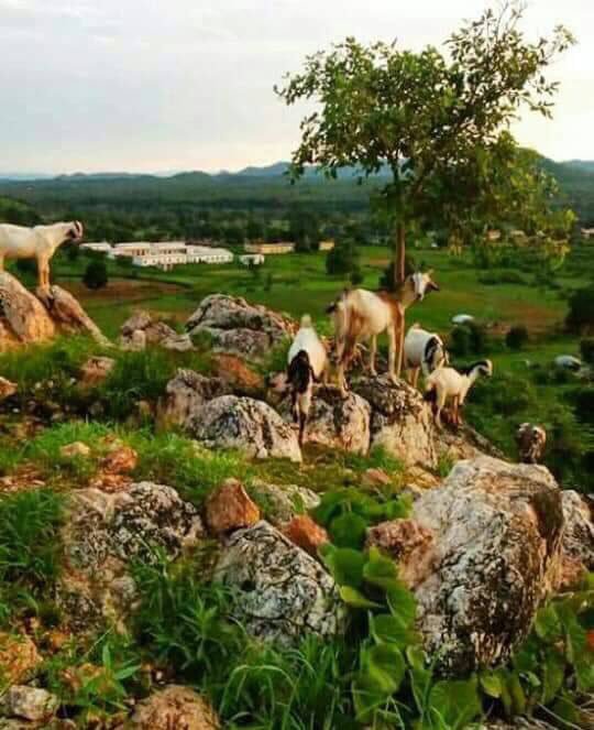SudaneseCulture's tweet photo. This is Geissan, Blue Nile State, Sudan.

#SudaneseCulture #ثقافة_سودانية https://t.co/ctdZbGZuRm