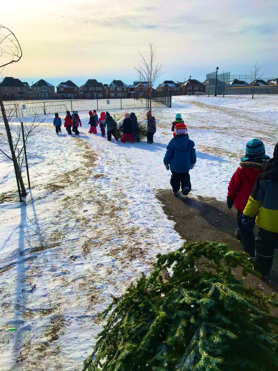 mindful_mssmith's tweet image. Tomorrow is Christmas tree collection in the Oodenawi community so KF1 quickly ventured outside period 4 to collect as many as we could for our playground. We were able to find four on our walk. We can use them as forts or loose parts. Can’t wait to see what the children create.