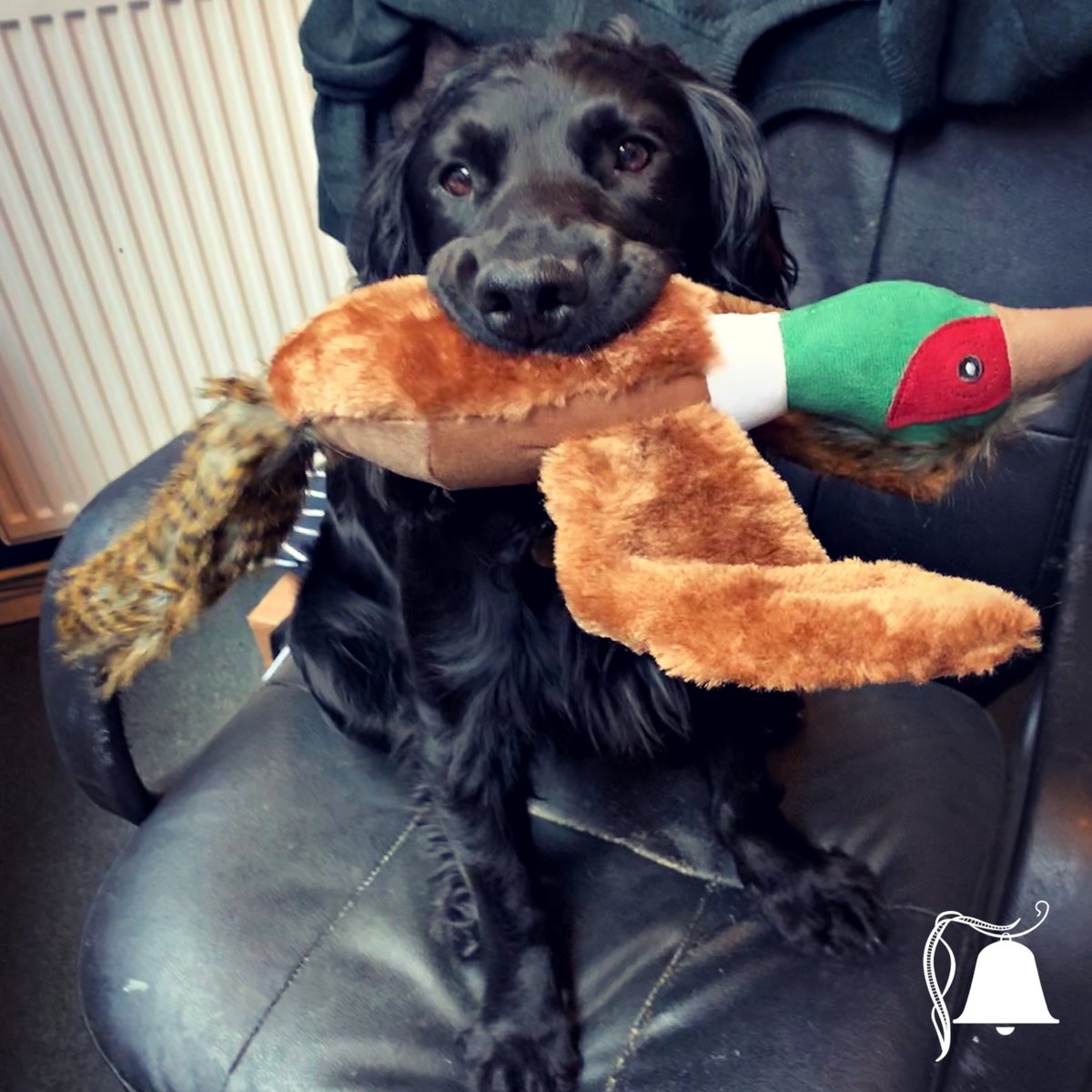 bellsapperton's tweet photo. Eric being subtle about what he wants to do today! 🐕 #bellsapperton #pub #cotswolds #eric #spaniels #doglovers #workingdogs https://t.co/FyIkSYwbPW