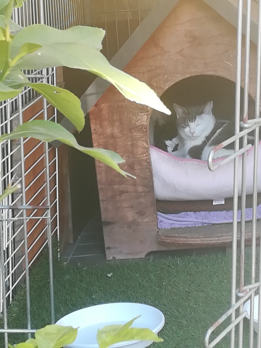 狐面堂 これは犬小屋と亀小屋なので犬と亀だと思います