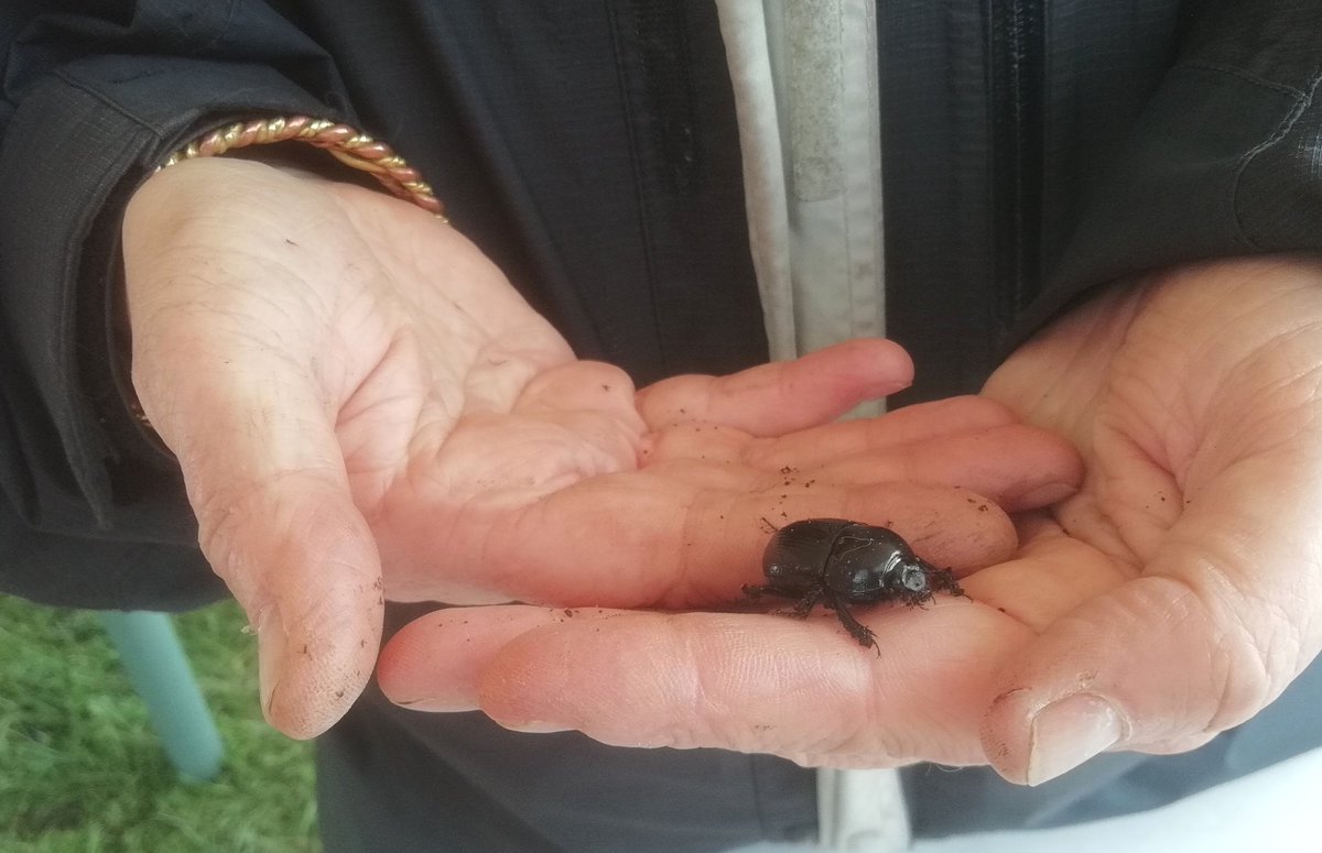 A few of many <a href="/NorthPennWild/">C-blooded&Spineless</a> moments @NorthPennAONB <a href="/HeritageFundUK/">The National Lottery Heritage Fund</a> #coldbloodedandspineless