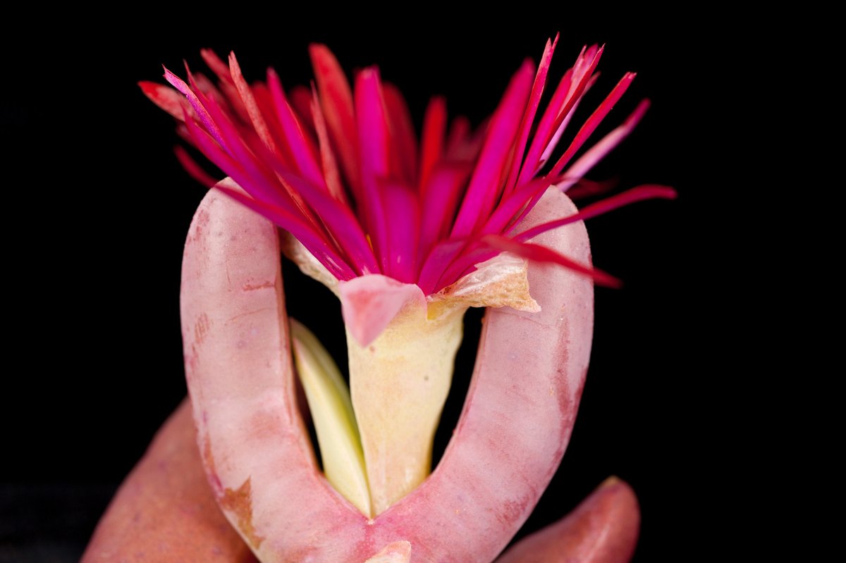CactusSucculent's tweet photo. Malephora purpureo-crocea - I'm guessing under the effects of sun stress for that beautiful pink colour? (Image: C. E. Timothy Paine) #bcss #succulents #malephora https://t.co/fhCWsjukRE