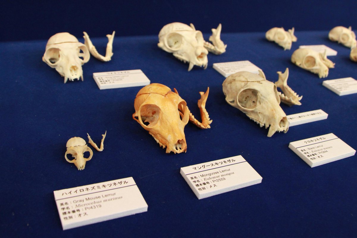 今年は子年ですね。というわけで特別展から、日本ではここでしか見られ