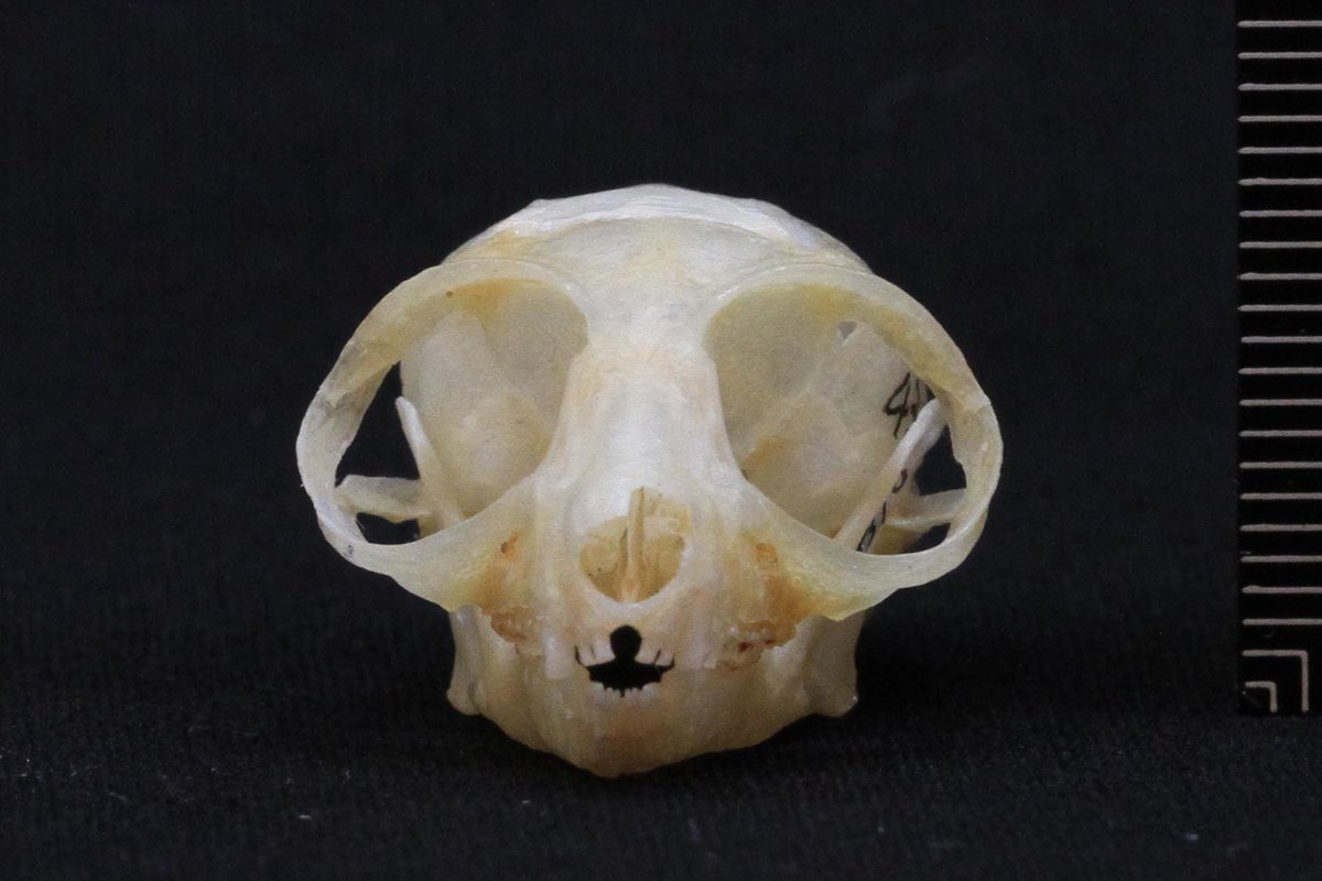 今年は子年ですね。というわけで特別展から、日本ではここでしか見られ