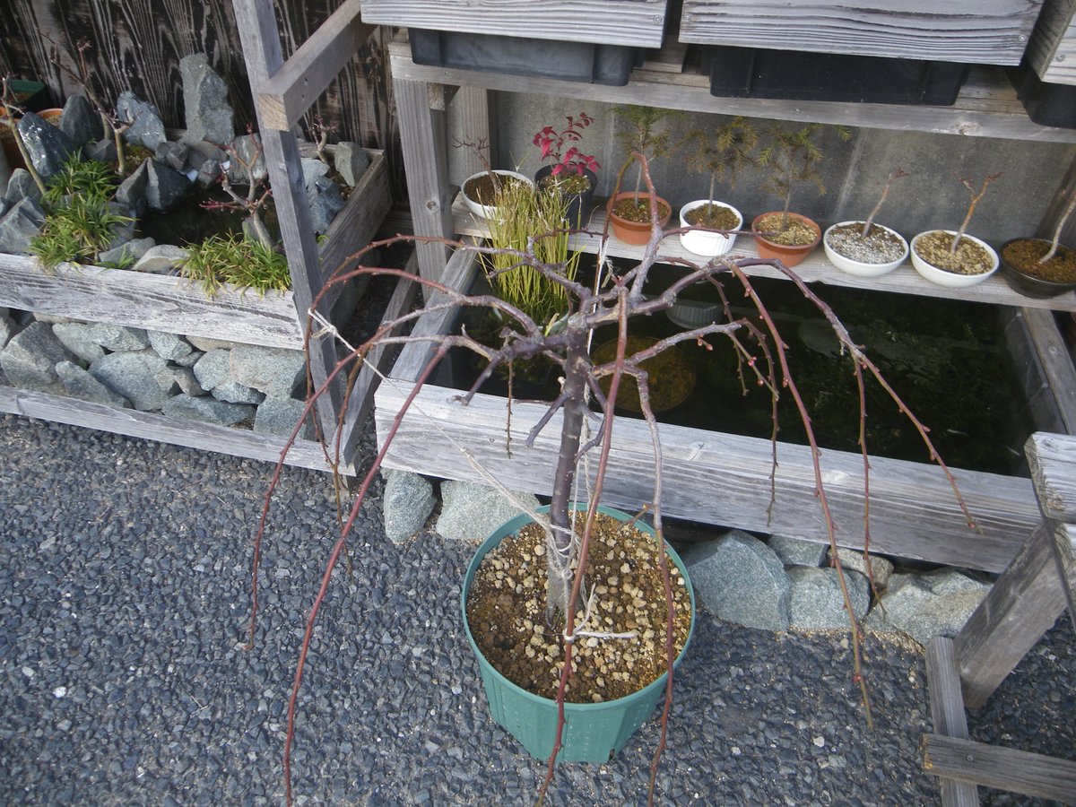 メダカの大工 V Twitter 鉢植えのしだれ梅 は メダカのビオトープに飾るには少し大きくなり過ぎました 暖冬の影響なのか つぼみが膨らみ始め 1月中に開花しそうです 花後に剪定をしてコンパクトに仕立てようと考えています 冬至 梅も順調につぼみが膨らみ 満開の花 メダカの大工 V Twitter 鉢植えのしだれ梅 は メダカのビオトープに飾るには少し大きくなり過ぎました 暖冬の影響なのか つぼみが膨らみ始め 1月中に開花しそうです 花後に剪定をしてコンパクトに仕立てようと考えています 冬至 梅も順調につぼみが膨らみ 満開の花