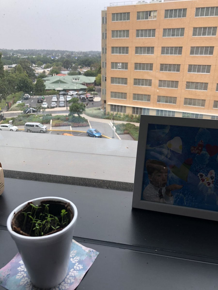 DrCaseyN's tweet photo. Saving stray polystyrene cups from the bin to start seedlings on my office window sill #onelesscupinlandfill #pleasegrow https://t.co/1Om68yW3FV