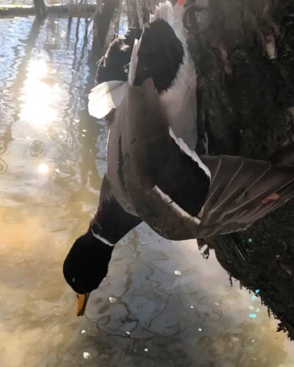 The mallards always seem a little bit bigger in the flooded Arkansas timber! #RETWEET #bookahunt