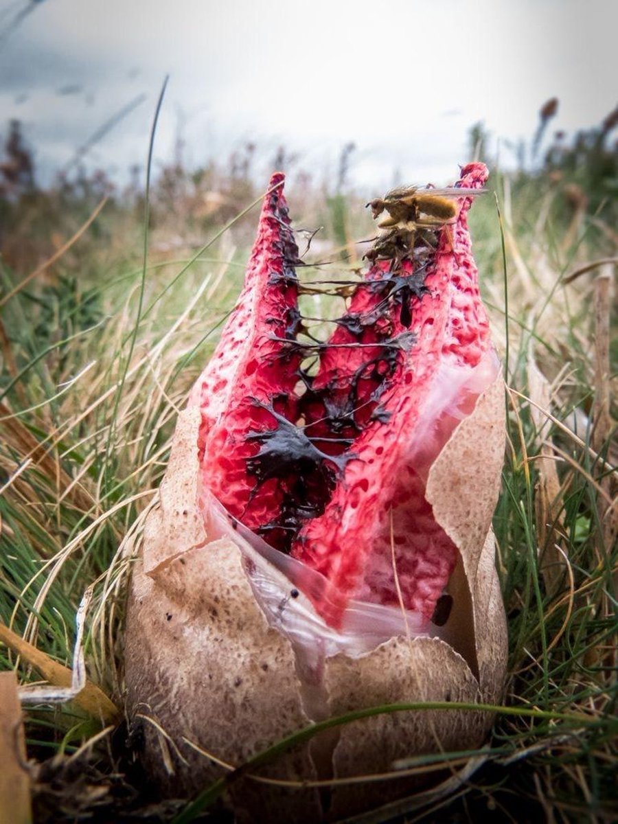 RL_Stine's tweet photo. This is a real plant, folks. It’s called a Devil’s Fingers fungus. Sweet dreams! https://t.co/Cg6AJB7b86