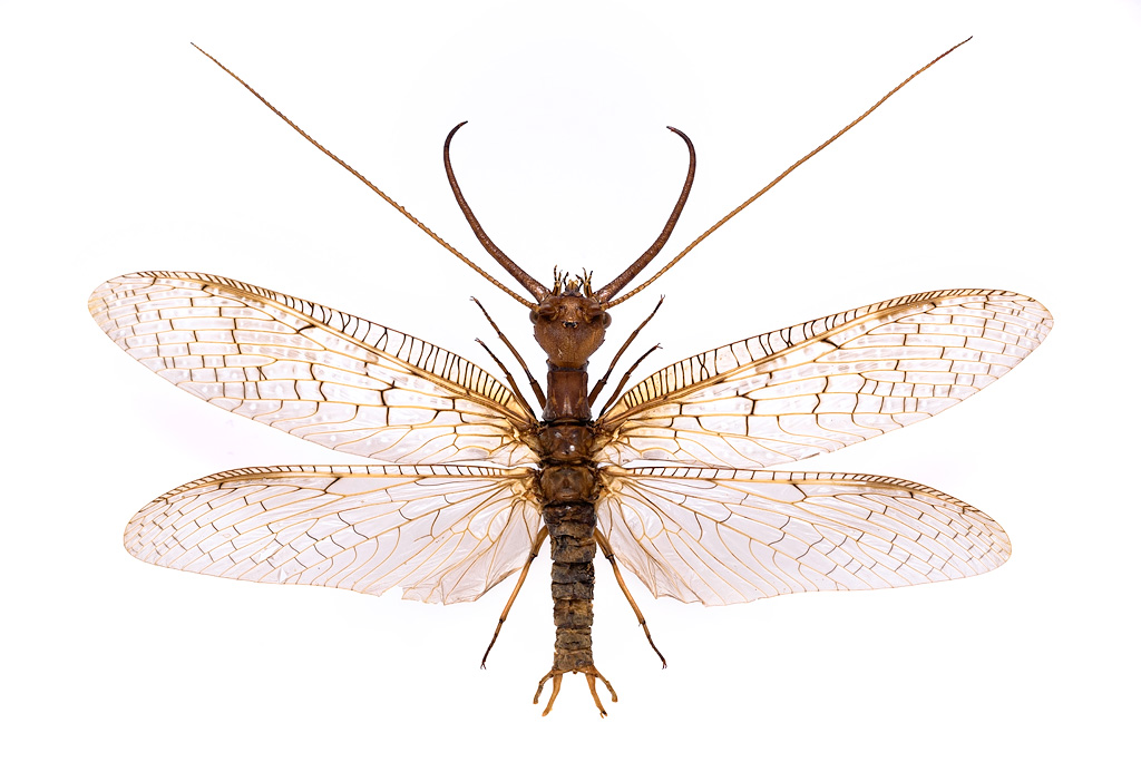 超絶奇怪な生物、オオキバヘビトンボ！マイコレから！