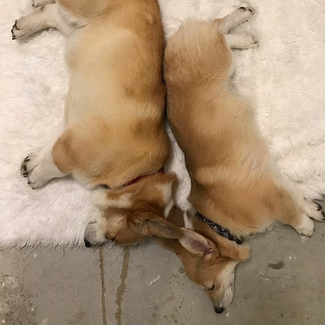 Mochicorgi15's tweet photo. Long day at doggie daycare 😉 https://t.co/C8Db9S4UW9 https://t.co/krX0AT9Nsg
