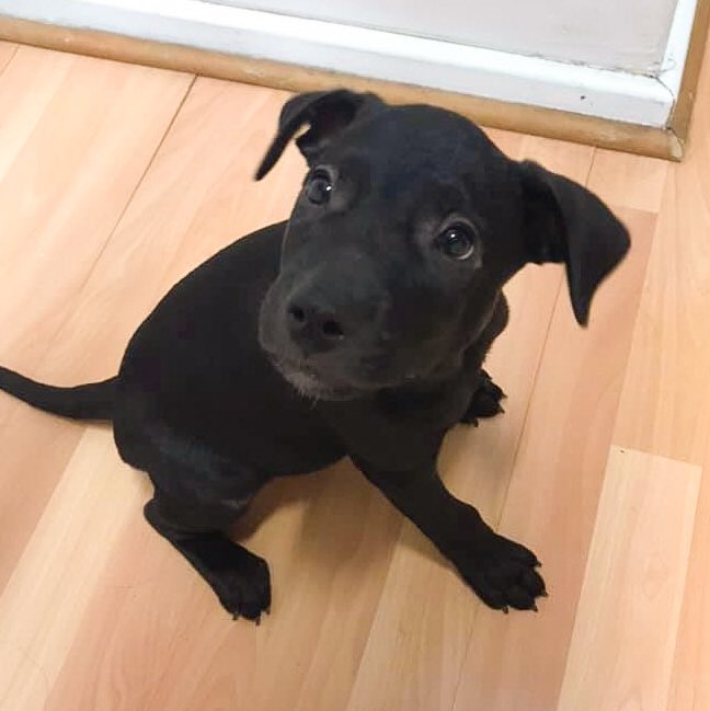 WA Pet Project tweet media