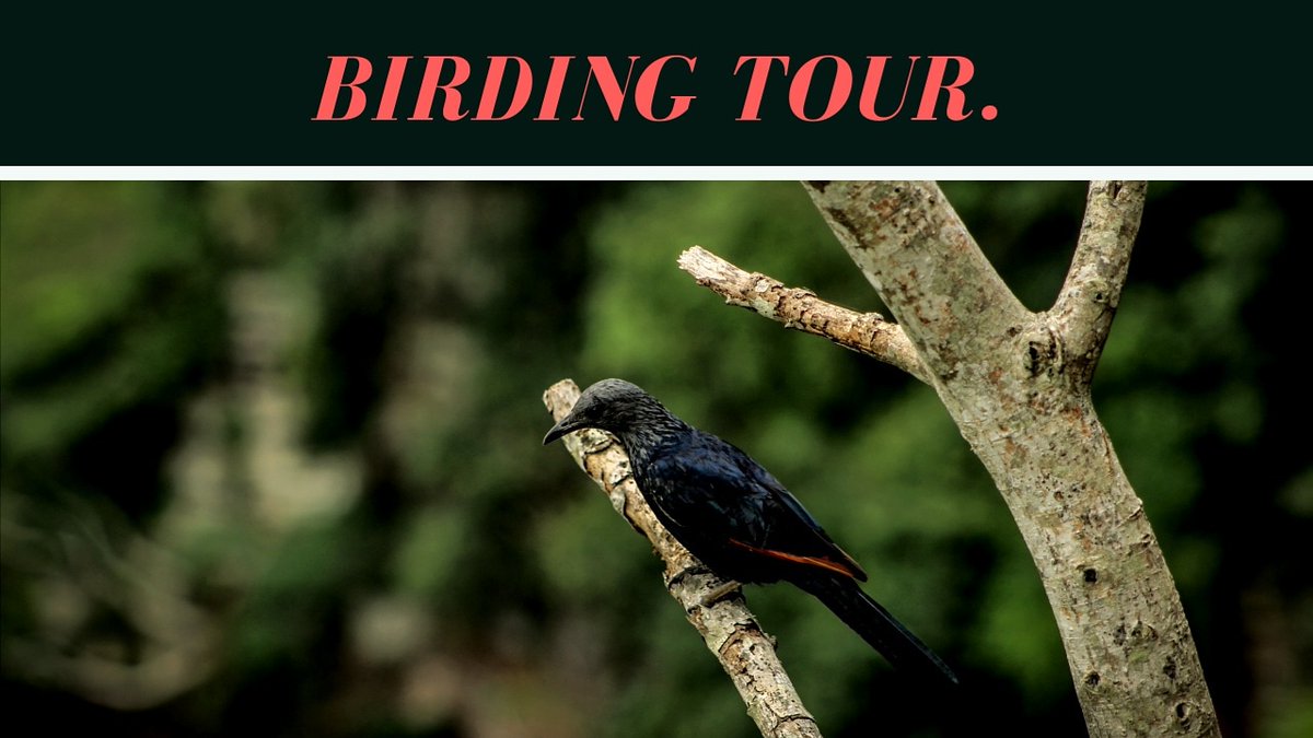 Durban’s diverse eco-systems attract an array of plant and bird life, with a trip through the Valley, the highlight of Durban’s birding experiences. This is one of the best ways to spot the rare and elusive African Finfoot.
📸By <a href="/Tsoroh_M/">𝒖𝑺𝒊𝒇𝒊𝒔𝒐...𝑴</a>
#birding #birdingtour #ecotourism