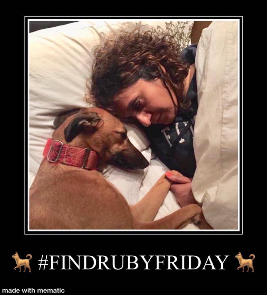 JoDeanoSmith's tweet photo. 🐕 My name is Ruby and I went  #missing on 5/5/18. Every Friday the #PetTheftArmy have a #FindRubyFriday all day to raise awareness to try help find me.I want to go home to my mummy - pls help to reunite me with my family. It takes 1 second to retweet my posts 🐕💔🙏🏻 #FindRuby TY https://t.co/dVLZzNUFxV