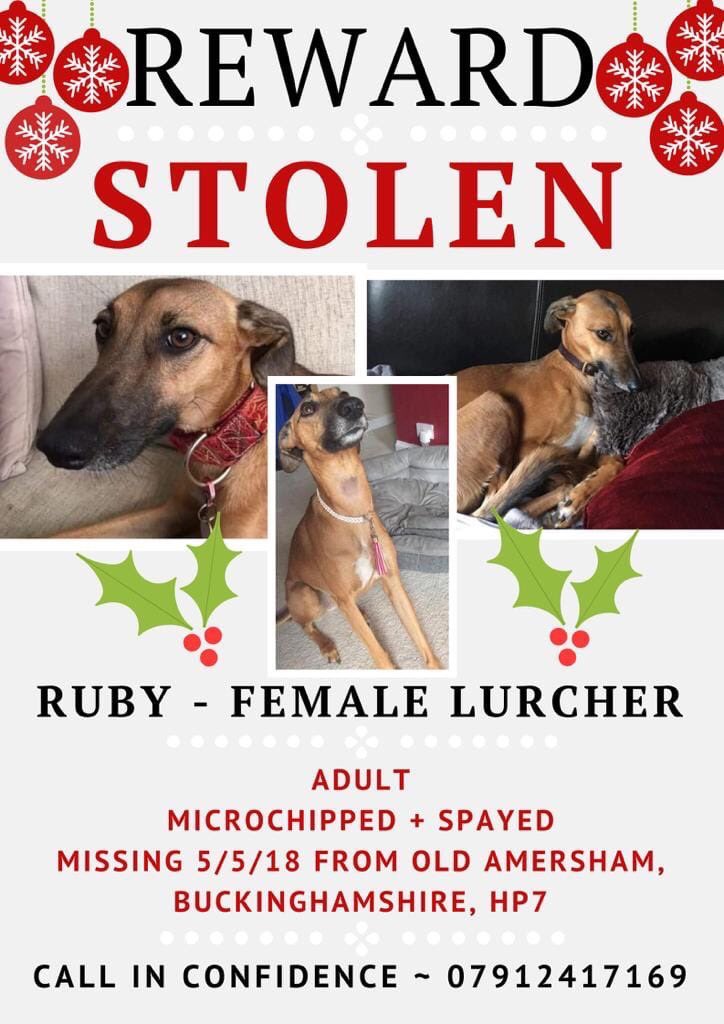 🐕 My name is Ruby and I went  #missing on 5/5/18. Every Friday the #PetTheftArmy have a #FindRubyFriday all day to raise awareness to try help find me.I want to go home to my mummy - pls help to reunite me with my family. It takes 1 second to retweet my posts 🐕💔🙏🏻 #FindRuby TY