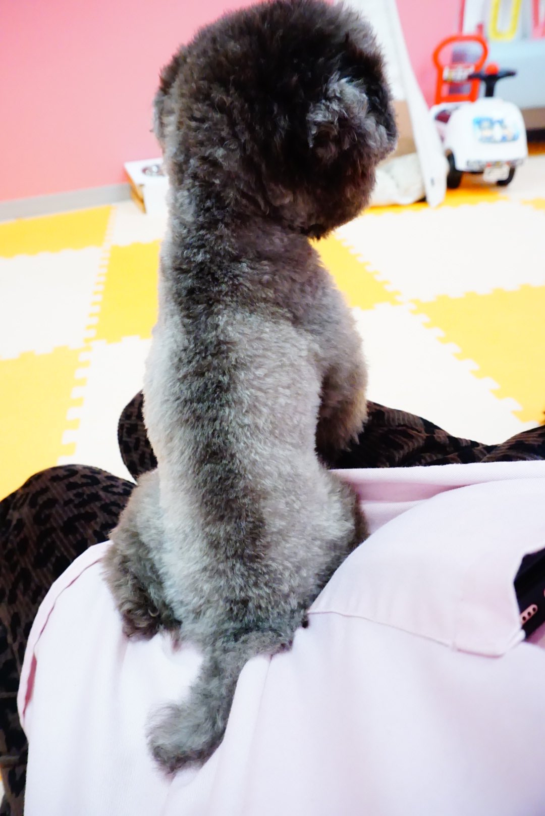 マイクロティーカップカフェ 師匠ちゃんトリミングですっきり カットするたびに綺麗なシルバーになっていきます でも実は師匠ちゃんの背中 黒い一本線が ハムスターみたい 犬カフェ 秋葉原 マイクロティーカッププードル 豆柴