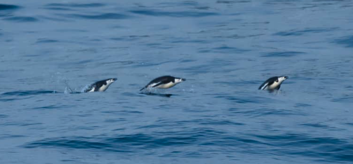 ReeFishNews's tweet photo. First #eDNA filtrations at  Elephant Island #Antarctica with #Greenpeace and @SPYGEN_Lab 

Should be full vertebrate species

Nacim story (in French or something close) is here: https://t.co/wJgWNUE7z9

More pics
https://t.co/D8DO6k9dUl https://t.co/3P9lX5jySJ