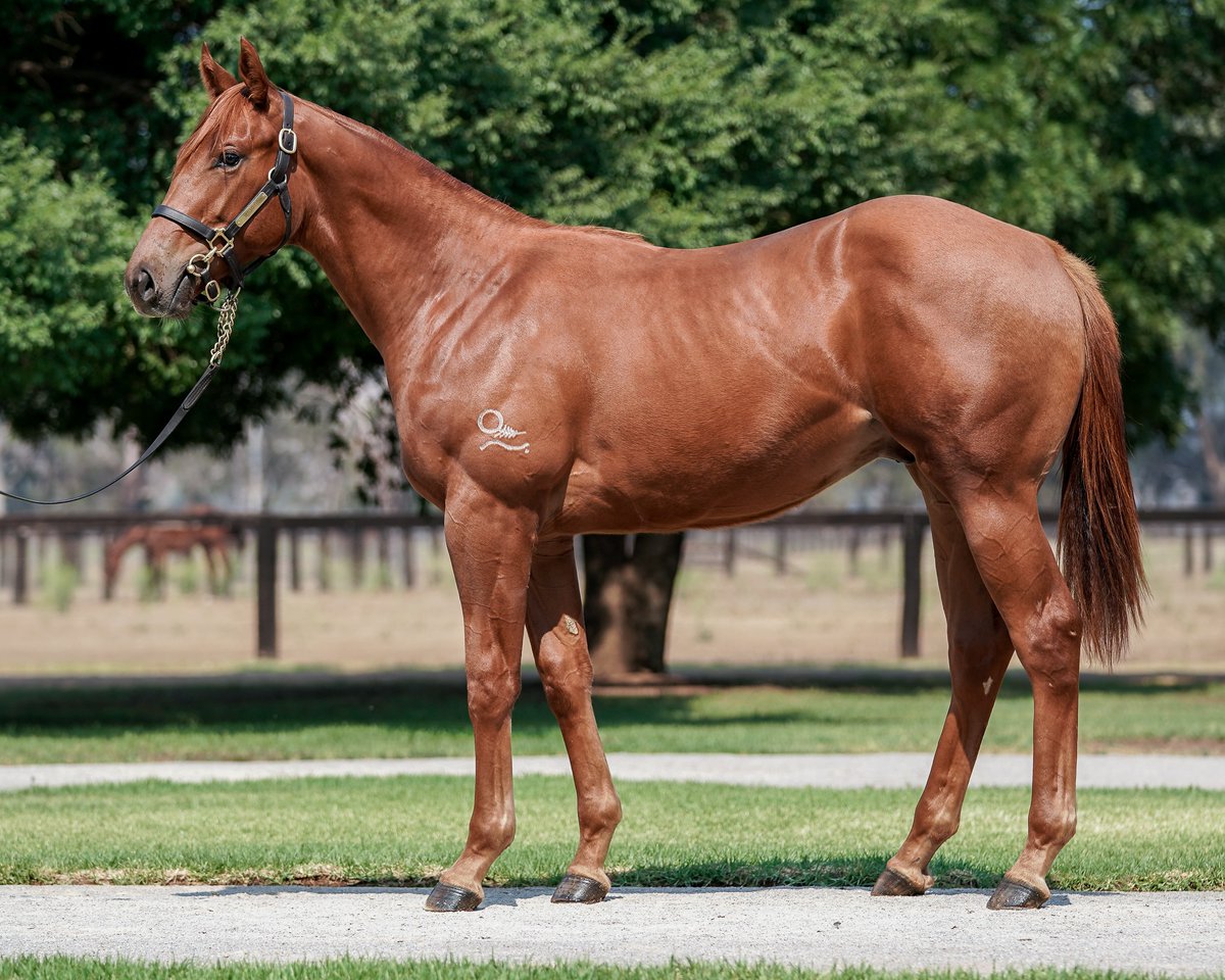 Aquis Stallions tweet media