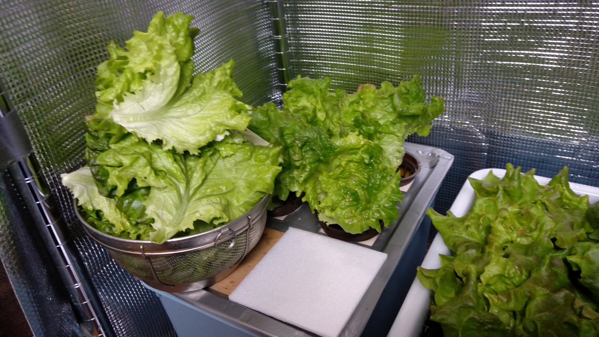 けんたろー リーフレタスはもっさり で なぜか小ネギ終了 根腐れっぽい リーフレタス 水耕栽培 家庭菜園