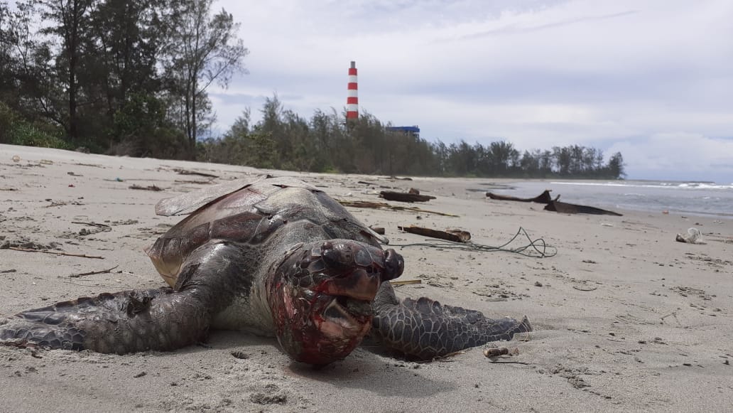 kanopimedia's tweet image. Penyu ke-27 yg mati di pantai Teluk Sepang Bengkulu, sejak PLTU batu bara uji coba. Kurun November 2019-Januari 2020 puluhan penyu ini meregang nyawa.
Mau nunggu berapa banyak bu @SitiNurbayaLHK ?
@kumparan @TirtoID @tempodotco @ChinaDaily @XHNews