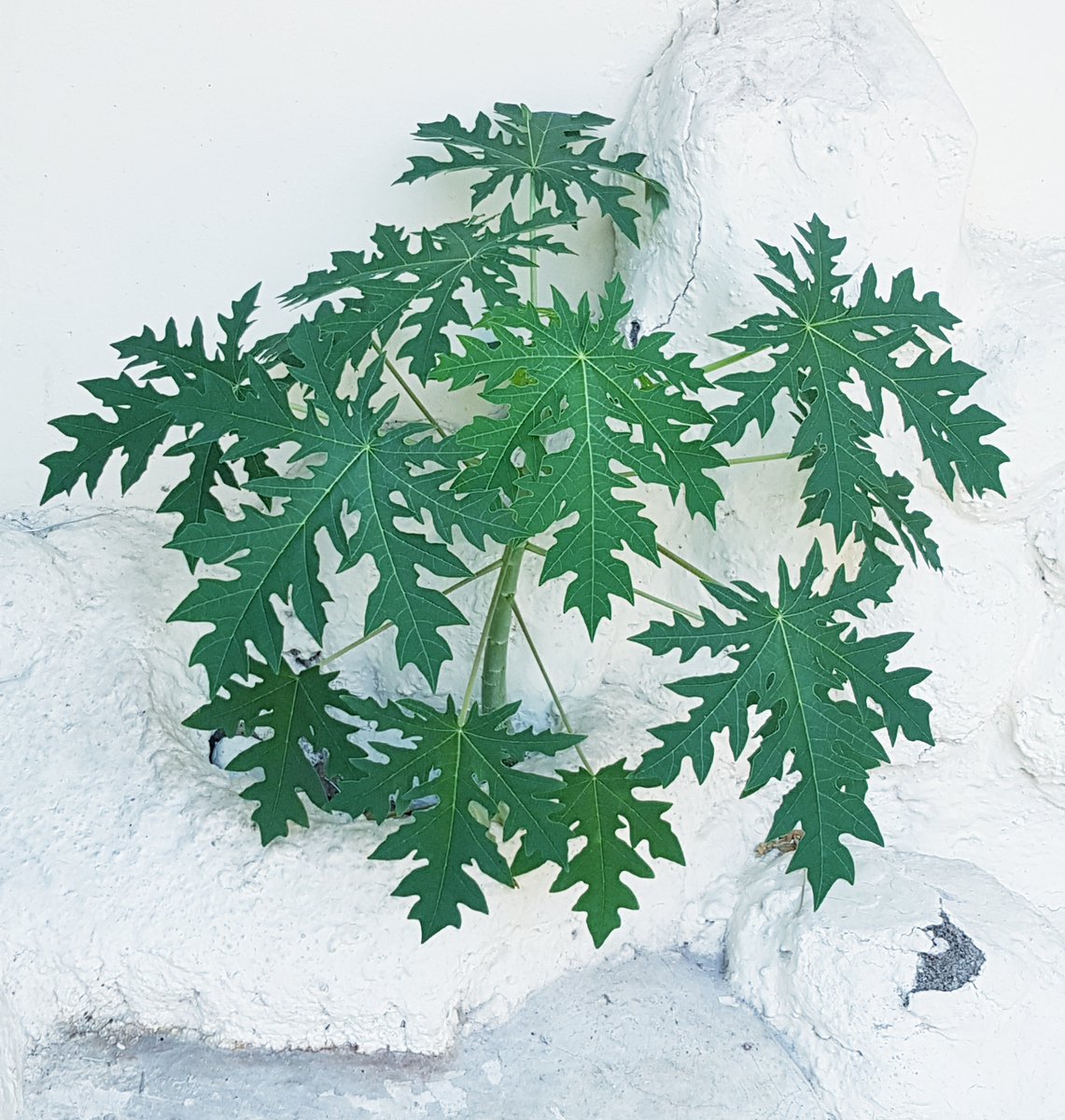 StrictlyPR's tweet image. The one million trees movement day is today. If you plant a tree, it will be as thankful as you do to it. The trees need us to take care of them, then they’d take care of us. #extremeweather #gogreen #treeplantingday #harigerakansejutapohon #onemilliontreesmovementday #TreeofLife