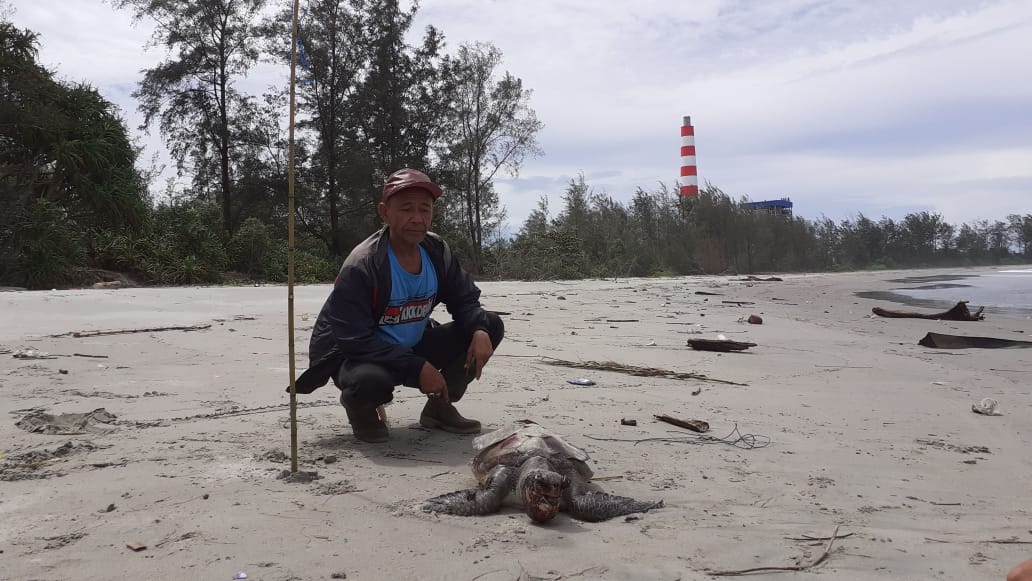 kanopimedia's tweet image. Penyu ke-27 yg mati di pantai Teluk Sepang Bengkulu, sejak PLTU batu bara uji coba. Kurun November 2019-Januari 2020 puluhan penyu ini meregang nyawa.
Mau nunggu berapa banyak bu @SitiNurbayaLHK ?
@kumparan @TirtoID @tempodotco @ChinaDaily @XHNews