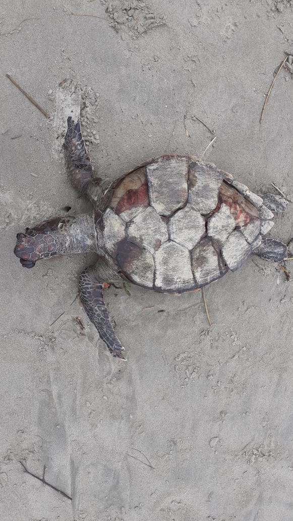 kanopimedia's tweet image. Penyu ke-27 yg mati di pantai Teluk Sepang Bengkulu, sejak PLTU batu bara uji coba. Kurun November 2019-Januari 2020 puluhan penyu ini meregang nyawa.
Mau nunggu berapa banyak bu @SitiNurbayaLHK ?
@kumparan @TirtoID @tempodotco @ChinaDaily @XHNews