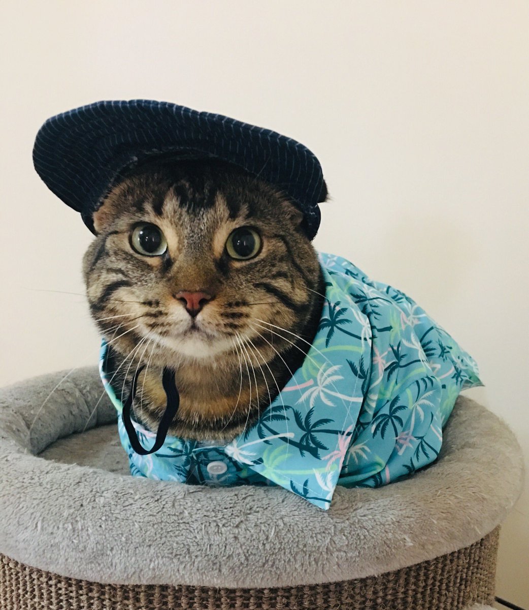 jjarvisauthor's tweet photo. Dwight Kat Shrutes latest threads #darthcat #PoolParty #CatsOfTwitter #catlife #Caturday #modellife #crazycatlady https://t.co/b4RCWXxDq3