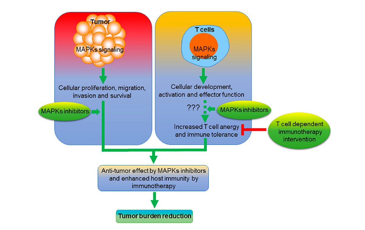 Pharmaceut_MDPI's tweet photo. Newly published:
"#Mitogen-Activated Protein Kinase Inhibitors and
#T-Cell-Dependent #Immunotherapy in Cancer "
by Prof. Ajay Rana et. al.
https://t.co/U3YgXsVieA https://t.co/hA71jiGkC5