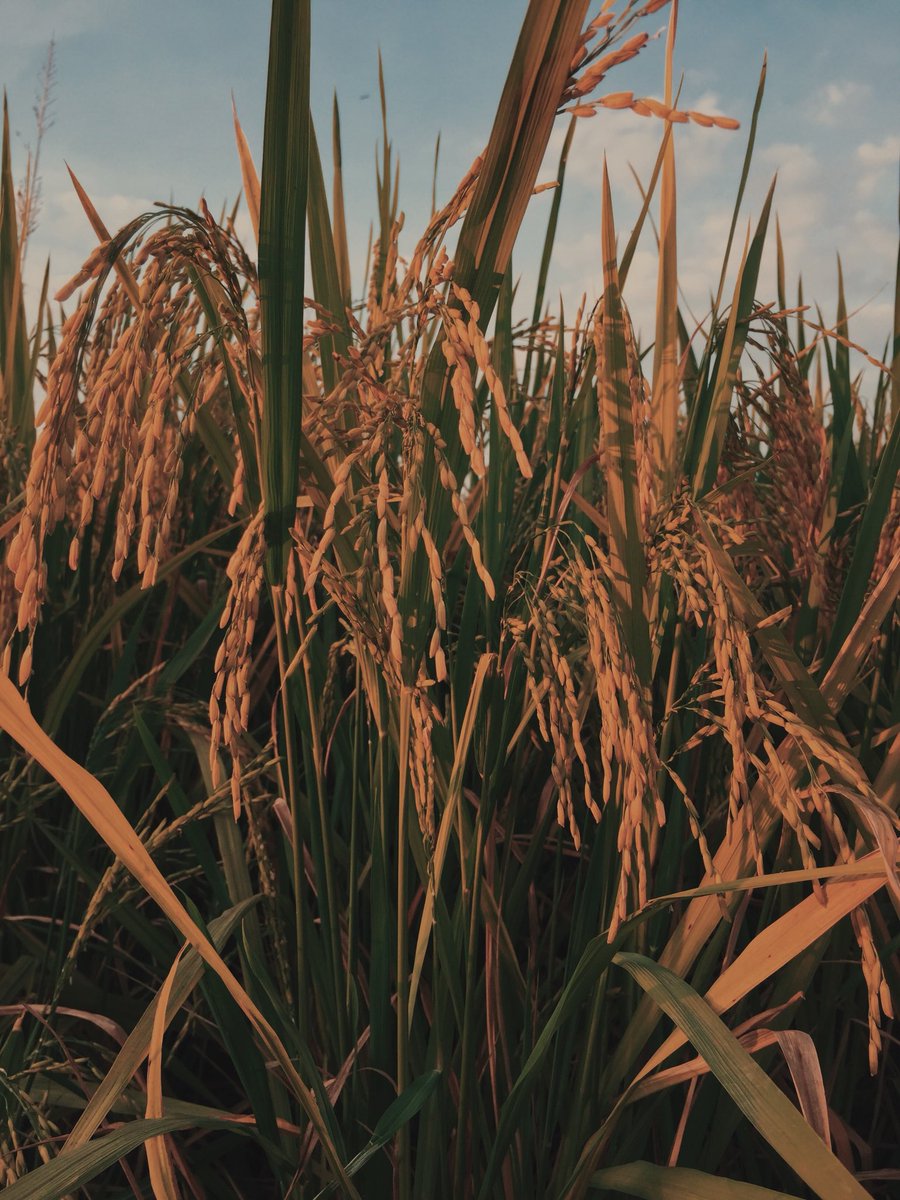 Unta_Terbang99's tweet image. Nature vibes. A little bit of touch and voila. #shotoniphone6 #vsco