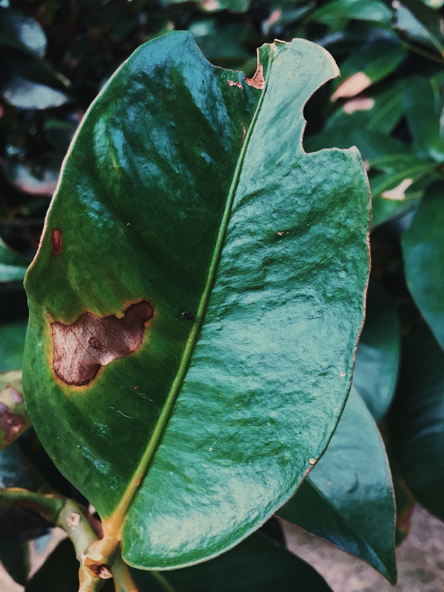 Unta_Terbang99's tweet image. Nature vibes. A little bit of touch and voila. #shotoniphone6 #vsco