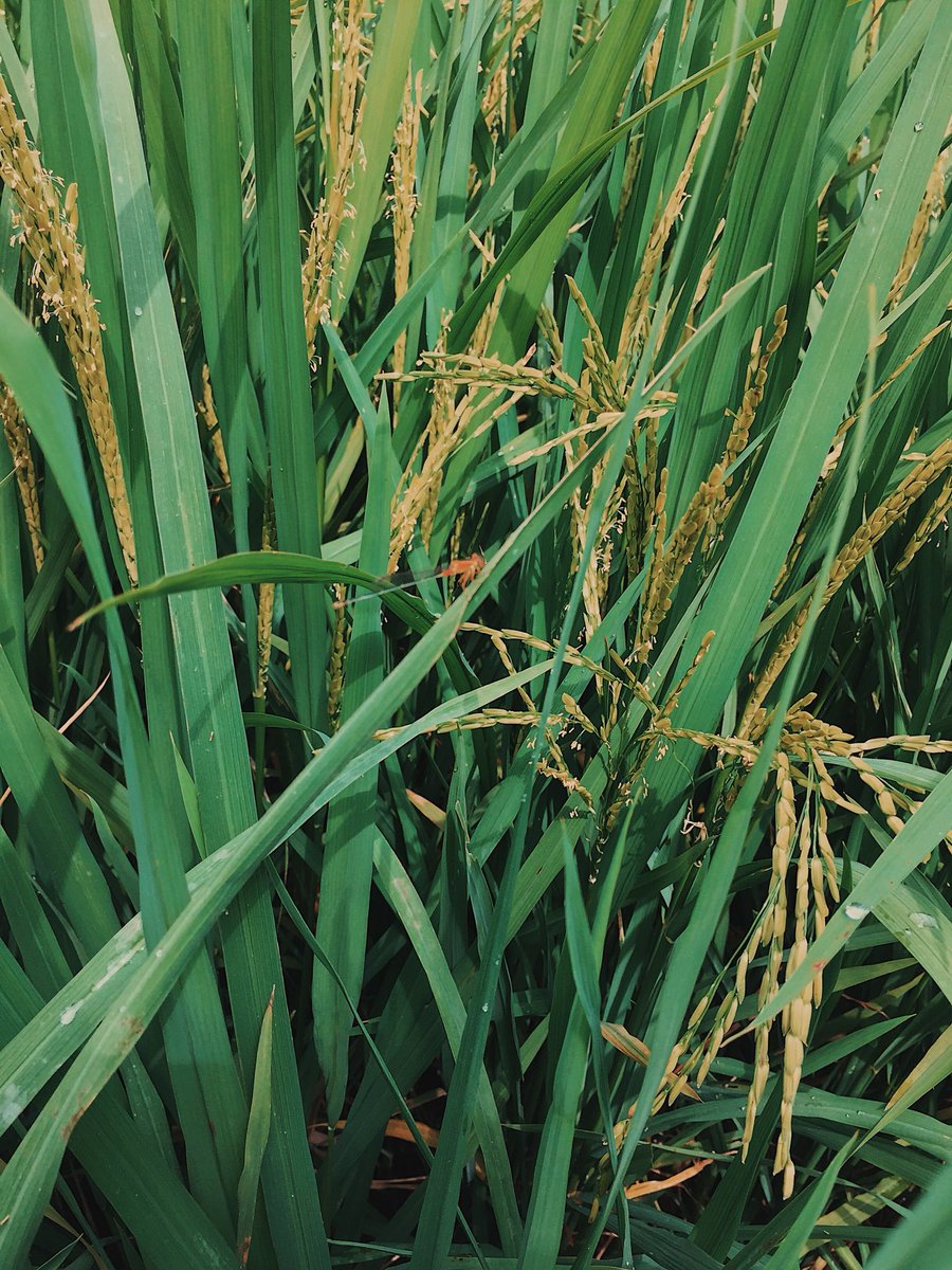 Unta_Terbang99's tweet image. Nature vibes. A little bit of touch and voila. #shotoniphone6 #vsco