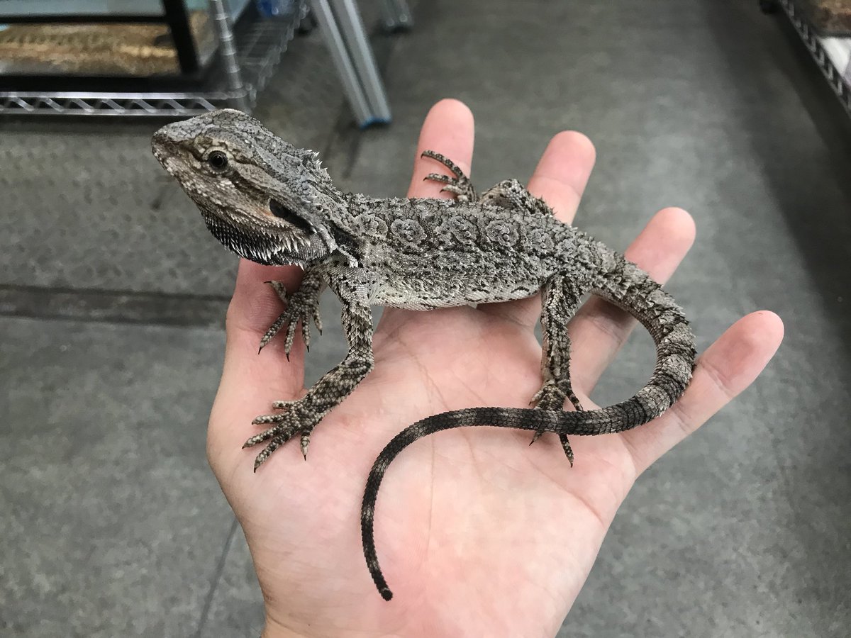 ペポニ みなと店 בטוויטר 属内最大種 ヒガシアゴヒゲトカゲ 成体は60cmを超える事も ゚o゚ 流木に登ったりとフトアゴとは 少し違った楽しみ方ができるので アゴヒゲマニアの方は必見です ヒガシアゴヒゲトカゲ バルバータアゴヒゲトカゲ みなとペポニ ペポニ みなと店 בטוויטר 属内最大種 ヒガシアゴヒゲトカゲ 成体は60cmを超える事も ゚o゚ 流木に登ったりとフトアゴとは 少し違った楽しみ方ができるので アゴヒゲマニアの方は必見です ヒガシアゴヒゲトカゲ バルバータアゴヒゲトカゲ みなとペポニ