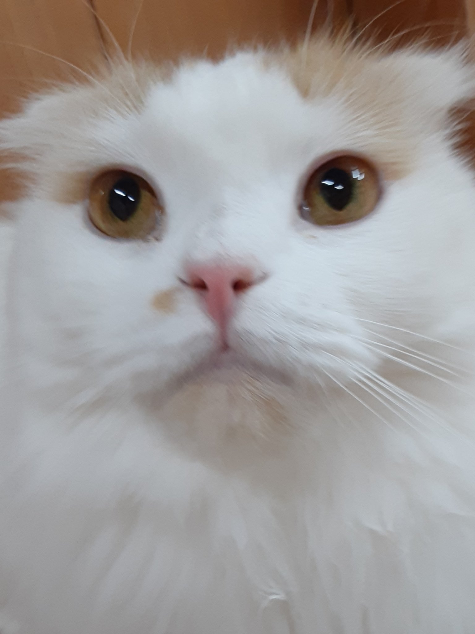 猫カフェちぐら Catcafe Chigura Twitter