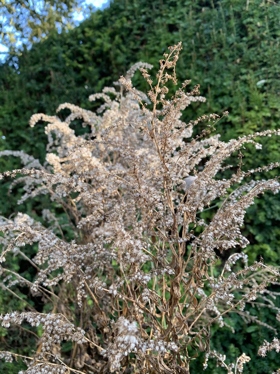 AF Garden School tweet media