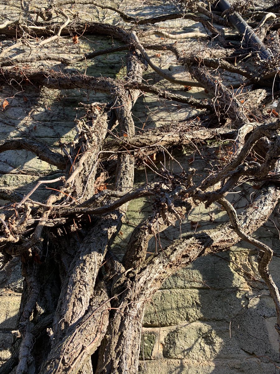 AF Garden School tweet media