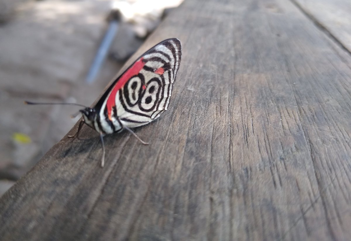 DuvanAndresFor2's tweet photo. Porque la naturaleza es tan perfecta que estas son sus obras de arte https://t.co/DEAIaKgeZs
