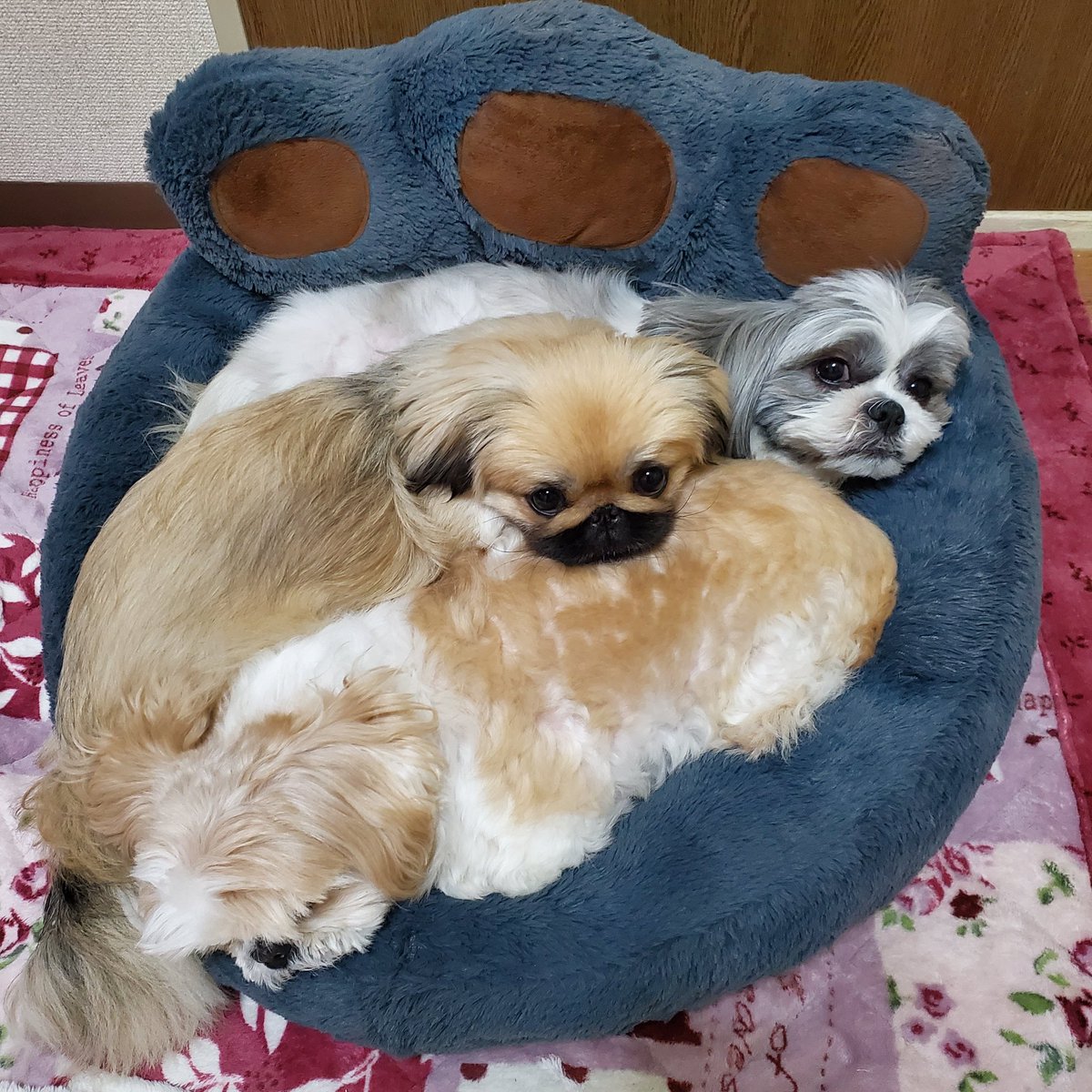 いつも、こんな風に寝ています。