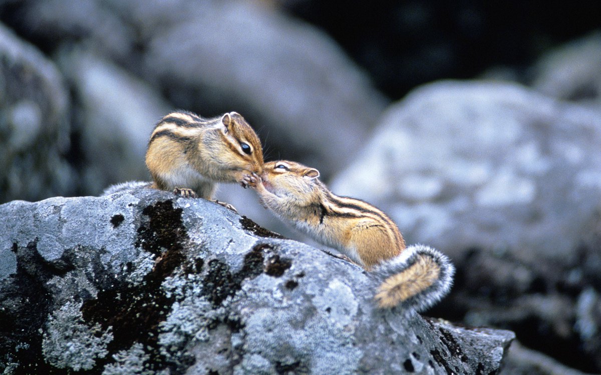 動物の習性図鑑 リスの認識方法 リスは他のリスとキスをすることがあります これは お互いを識別する為にキスをするためだそうです