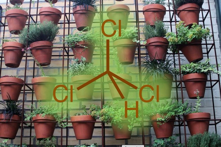 eedcAndy's tweet photo. Weed out #HouseplantAppreciationDay Researchers found they can boost the detoxing ability of a common houseplant (devil’s ivy) by splicing in a bit of DNA from a rabbit; the gene encodes an enzyme that breaks down many toxins inc chloroform #harebrained #leafthrough #RealTimeChem https://t.co/c8tB4W0hI6