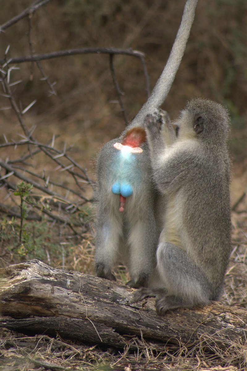 Mirjam Young tweet media