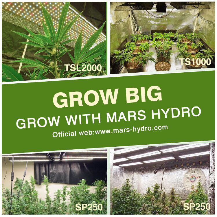 MarsHydroLight's tweet photo. Both TS& SP series leds are quantum board style , different models can work for different grow size
https://t.co/7Xd0X7ZxzN
Coupon code: MHTwitter
#MarsHydro #TS1000 #growroom #cleangrowroom #growtent #growroomsetup #growlight #growweed #growcannabis #growmarijuana #legalweed https://t.co/GzJekrQsXw