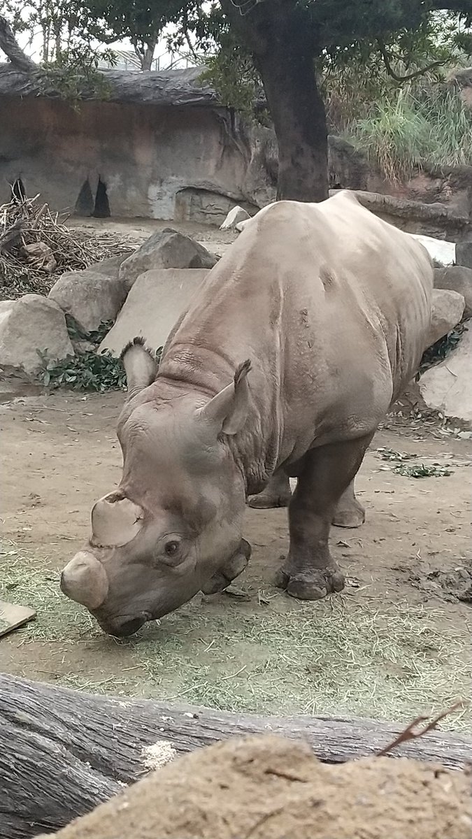 ピエタ ノアレ A Twitteren ポケモン 天王寺動物園 動物園 天王寺 サイ ごつい ピエタ ノアレ A Twitteren ポケモン 天王寺動物園 動物園 天王寺 サイ ごつい