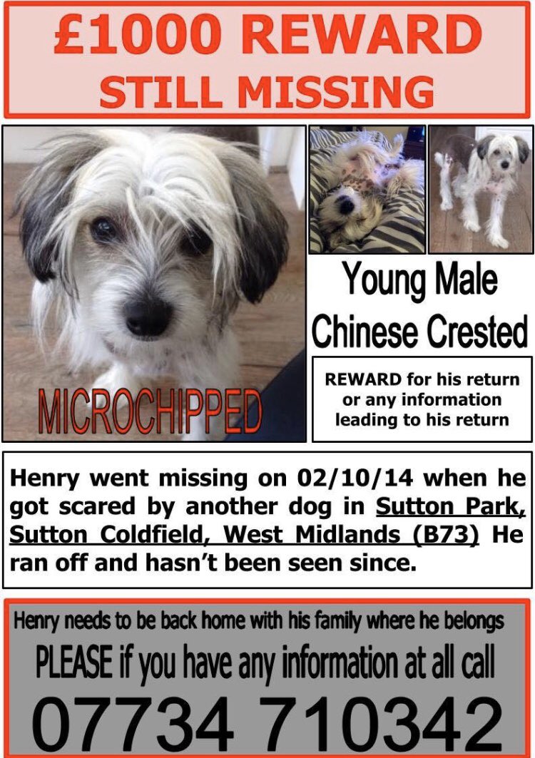 scanme_tukslaw's tweet image. Henry is still #missing 😔 His owner misses him. Please RT his poster. Henry has been missing a long time and would now be around 5/6 years old. #checkmychip #ThursdayMotivation #stolen #lost #pets #dogsoftwitter #Dog #longlostfamily #ScanMe #pets #petsarefamily @MissingPetsGB